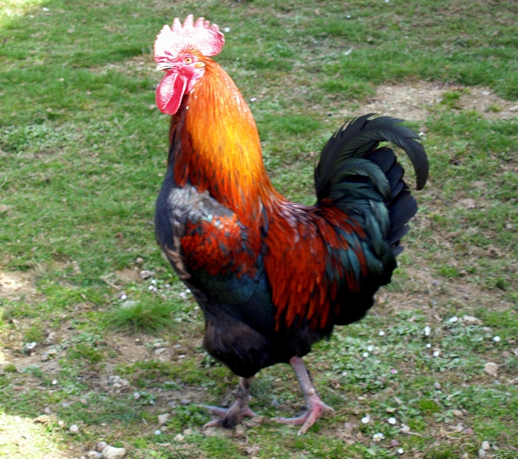 JC coq de Charente.jpg